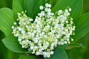 MUGUET 1ER CHOIX AQUA-PACK $$$
